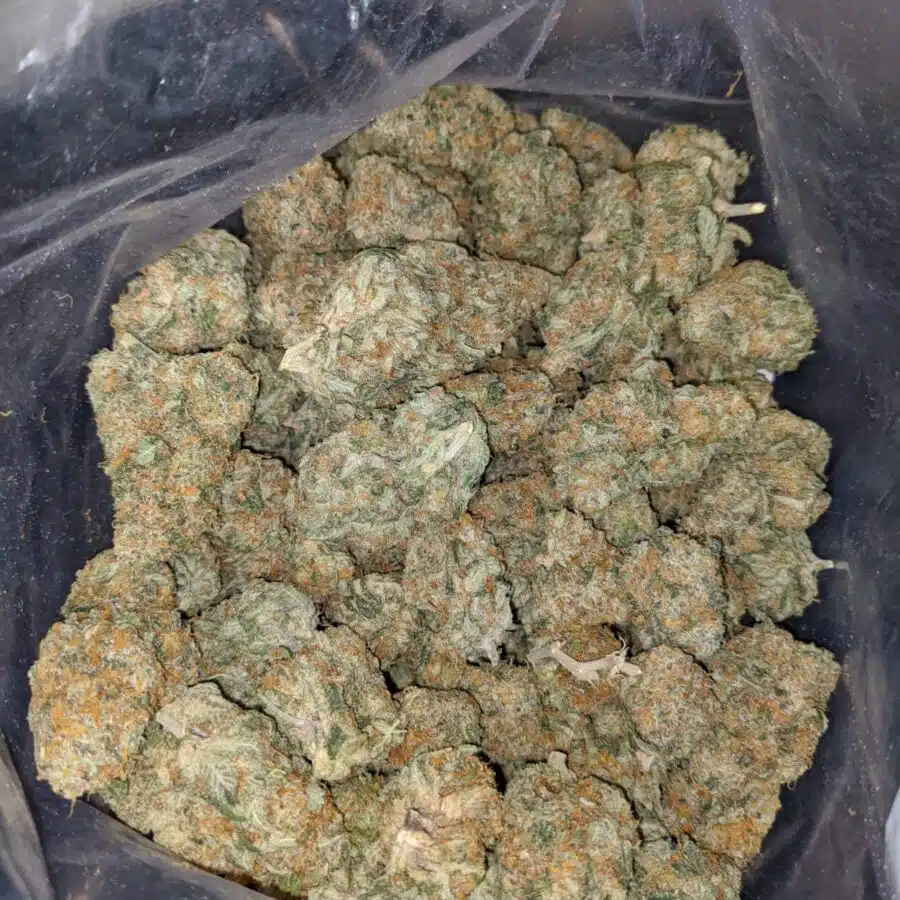 champenge kush 4 I Champagne Kush