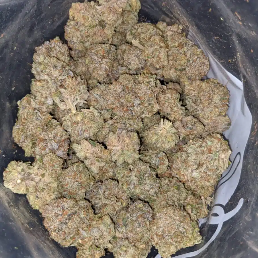 egp 4 I Emma's Galaxy Pink