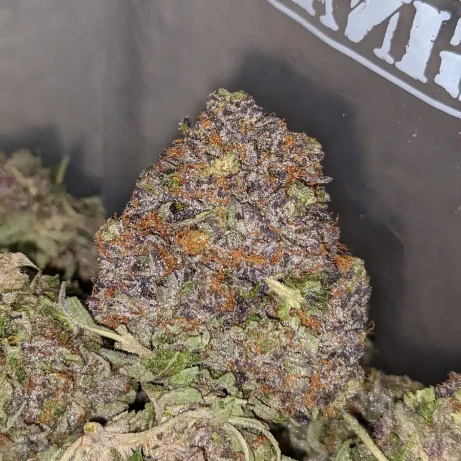 purple afghani 1 I Purple Afghani