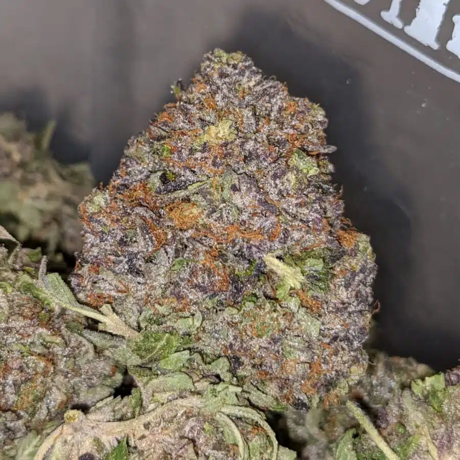 purple afghani 2 I Purple Afghani