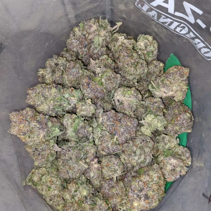 purple afghani 4 I Purple Afghani