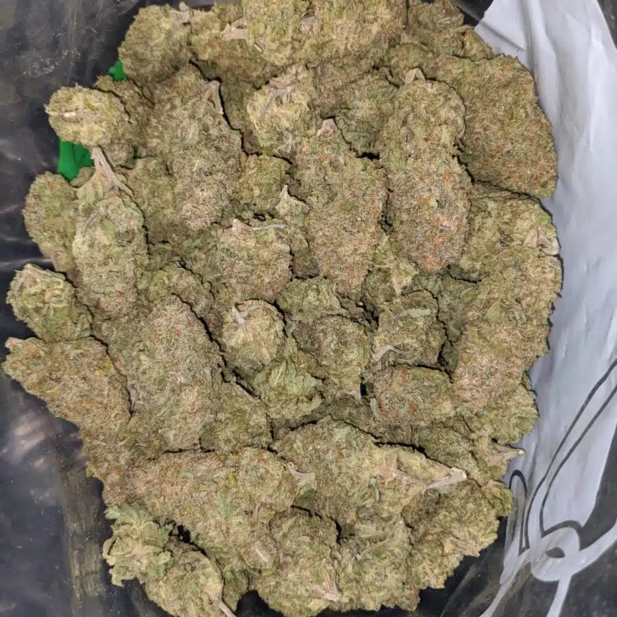 purple rhino 2 1 I Purple Rhino