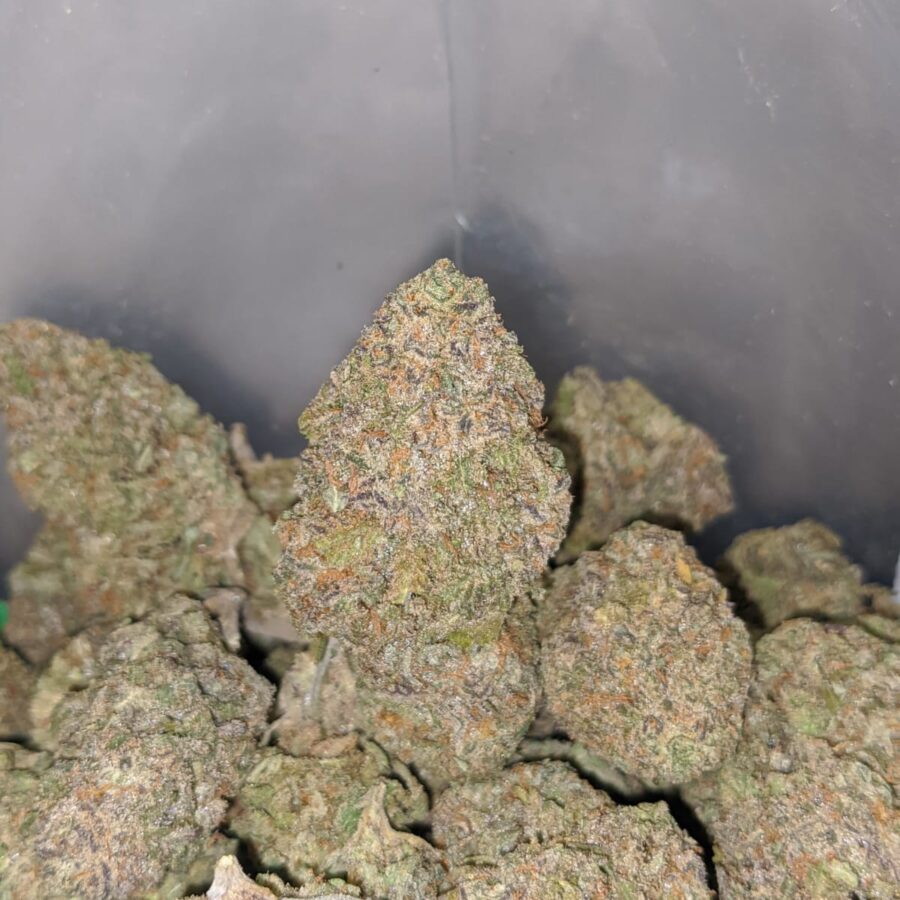purple rhino 3 1 I Purple Rhino