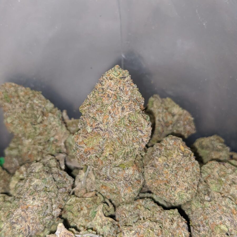 purple rhino 4 1 I Purple Rhino