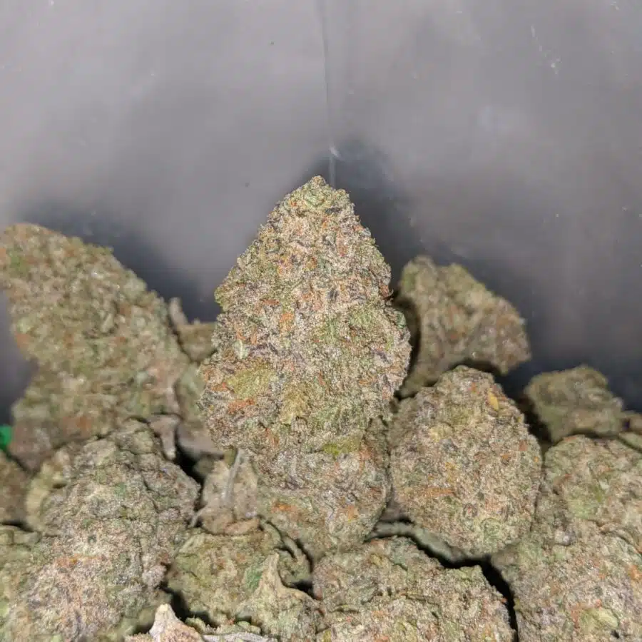 purple rhino 4 1 I Purple Rhino