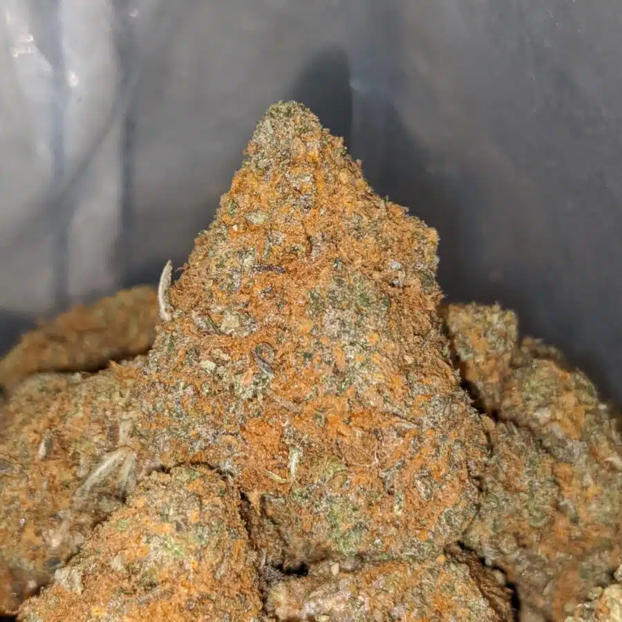 sweet dutch 1 I Sweet Dutch