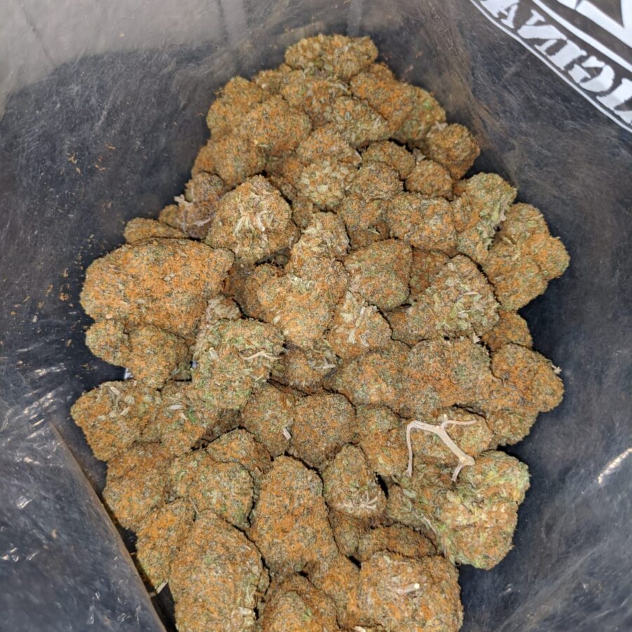 sweet dutch 3 I Sweet Dutch
