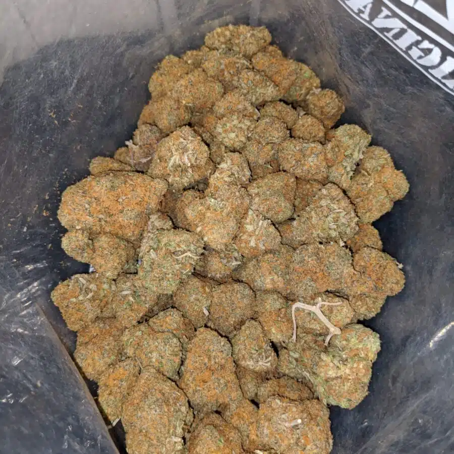 sweet dutch 3 I Sweet Dutch