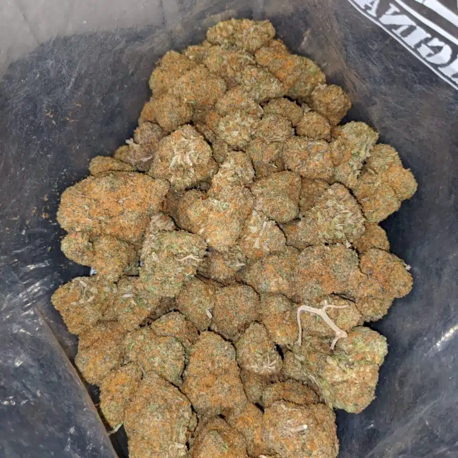 sweet dutch 4 I Sweet Dutch