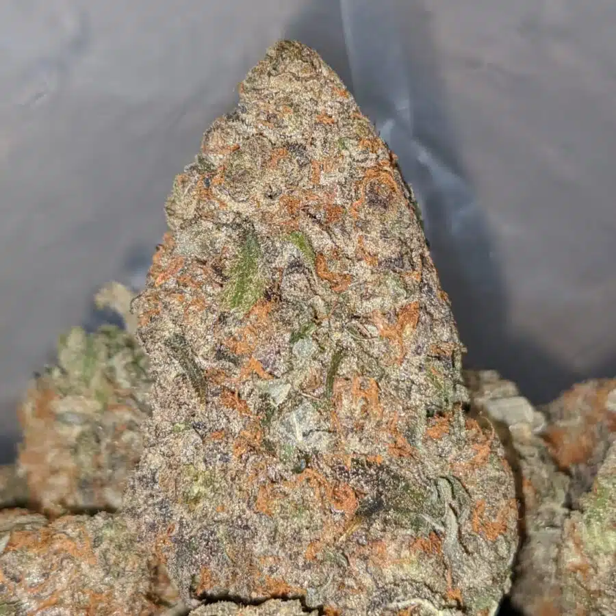 tropicanna cherry 2 I Tropicanna Cherry