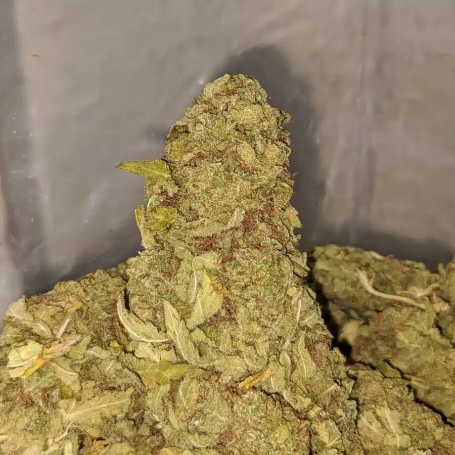 yellow kush aa 1 I Yellow Kush AA+