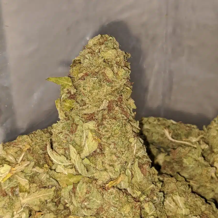yellow kush aa 2 I Yellow Kush AA+