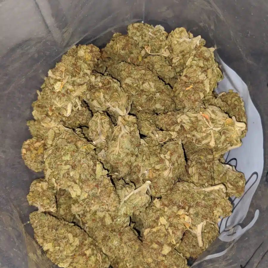 yellow kush aa 3 I Yellow Kush AA+