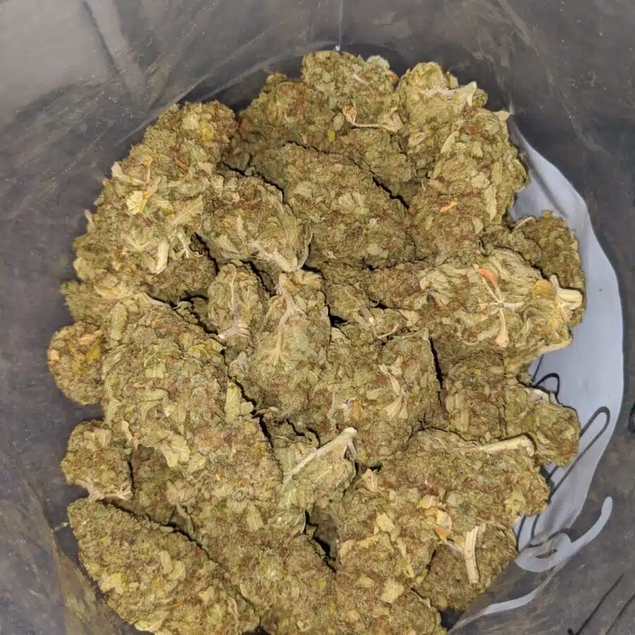 yellow kush aa 4 I Yellow Kush AA+