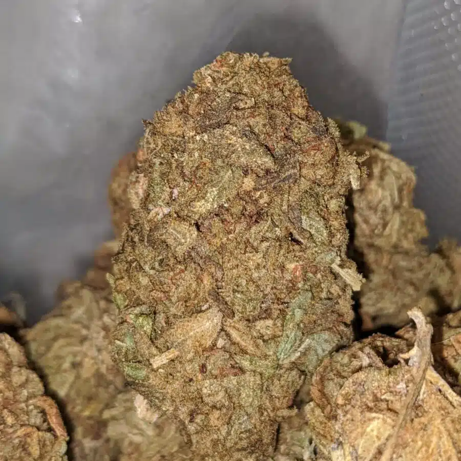 AA AFGHAN 1 I AA Afghan
