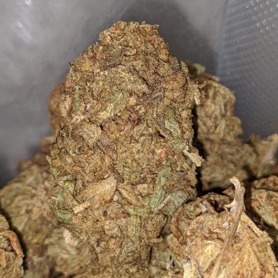 AA Afghan - Image 4