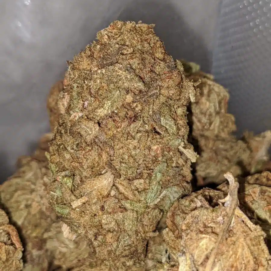 AA AFGHAN 2 I AA Afghan