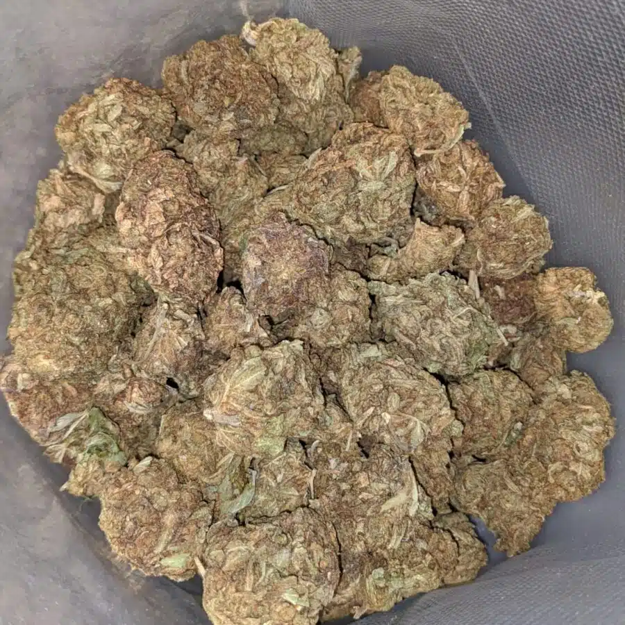 AA AFGHAN 3 I AA Afghan