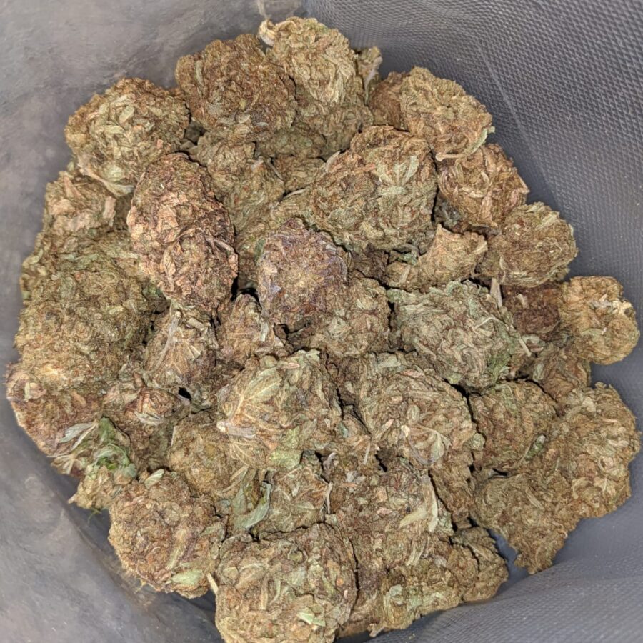 AA Afghan - Image 6