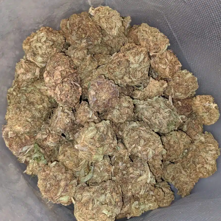 AA AFGHAN 4 I AA Afghan