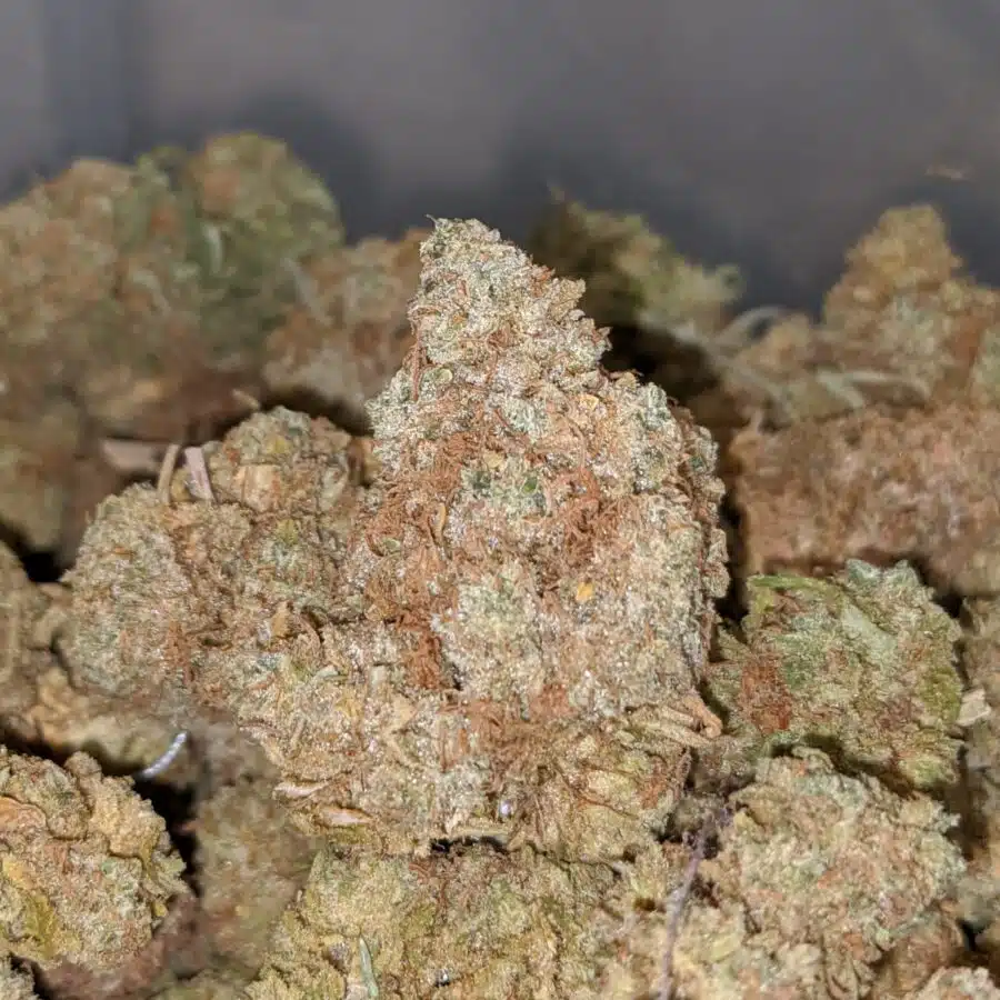 AA HEADBAND BS 1 I Headband OG - Deal of the Day