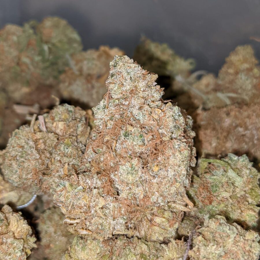 AA HEADBAND BS 2 I Headband OG - Deal of the Day