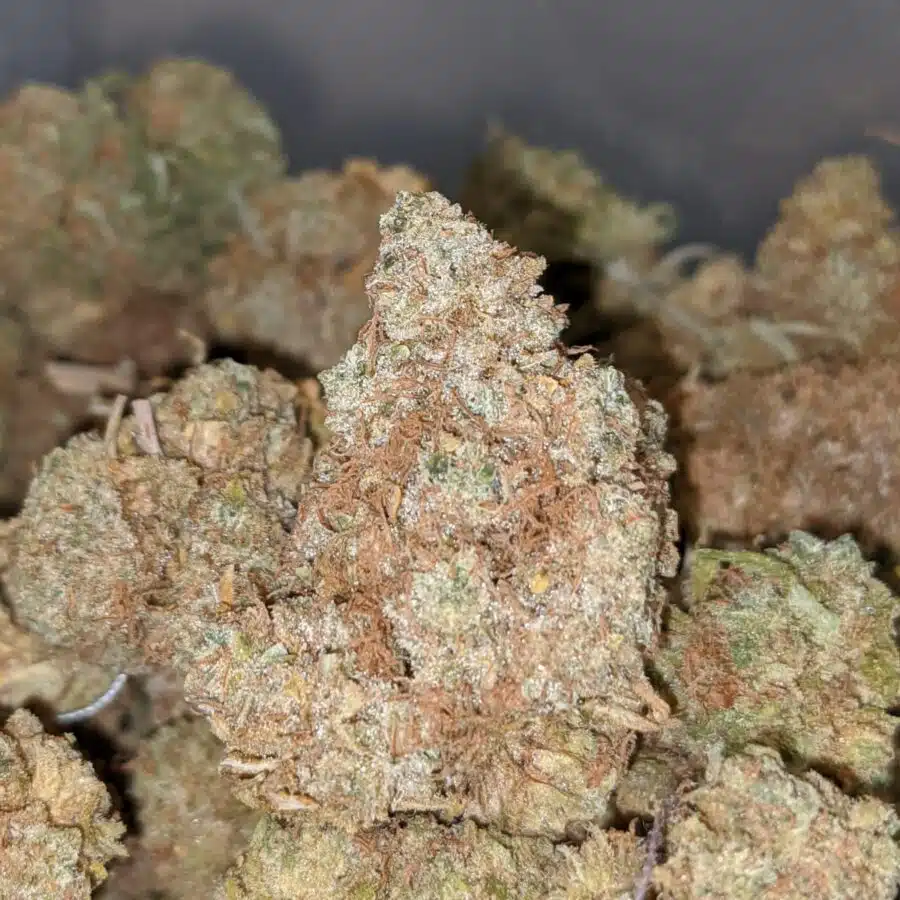 AA HEADBAND BS 2 I Headband OG - Deal of the Day