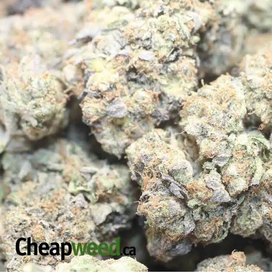 BLACK COMATOSE 1 1 I $79 Oz - Comatose