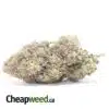 $79 Oz - Comatose