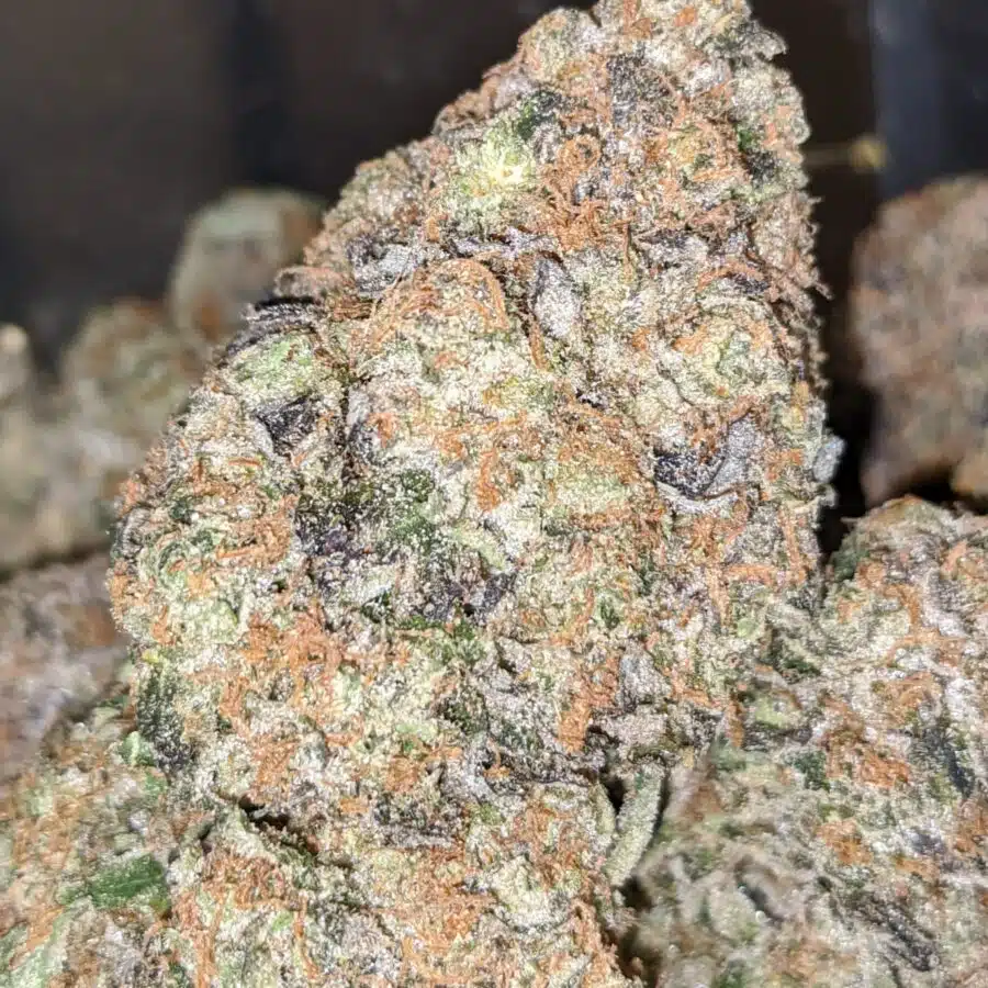 BLACK COMATOSE 2 1 I $79 Oz - Comatose
