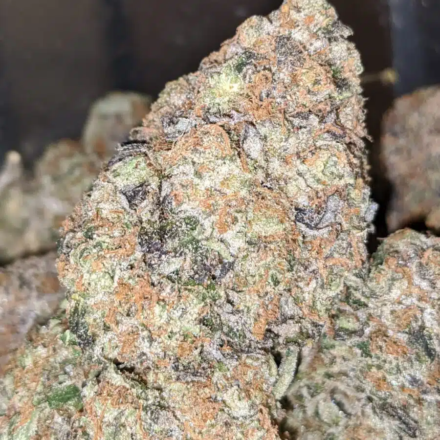 BLACK COMATOSE 3 1 I $79 Oz - Comatose