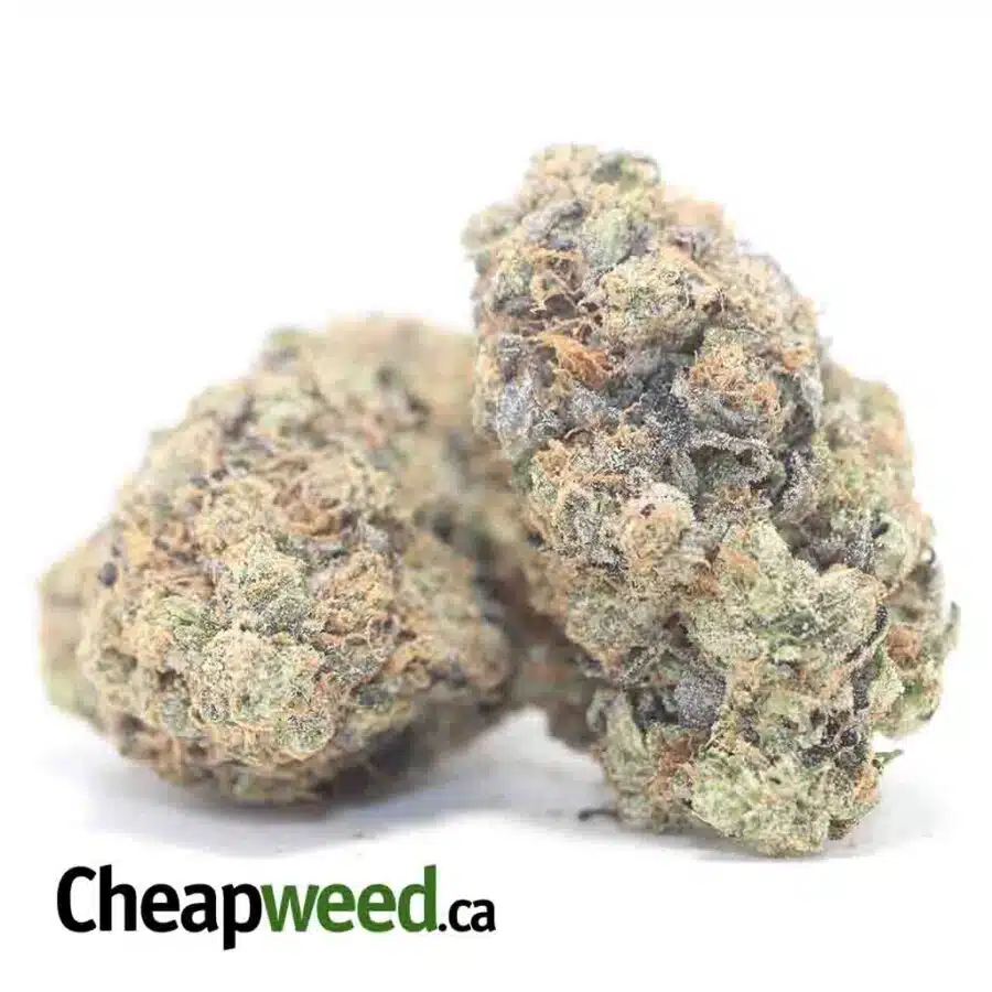 BLACK COMATOSE 3 1 I $79 Oz - Comatose
