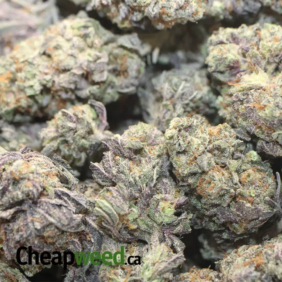 BLACK RASP DOD 1 I Black Raspberry - *Deal of the Day*