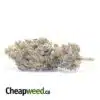 Black Raspberry - *Deal of the Day*