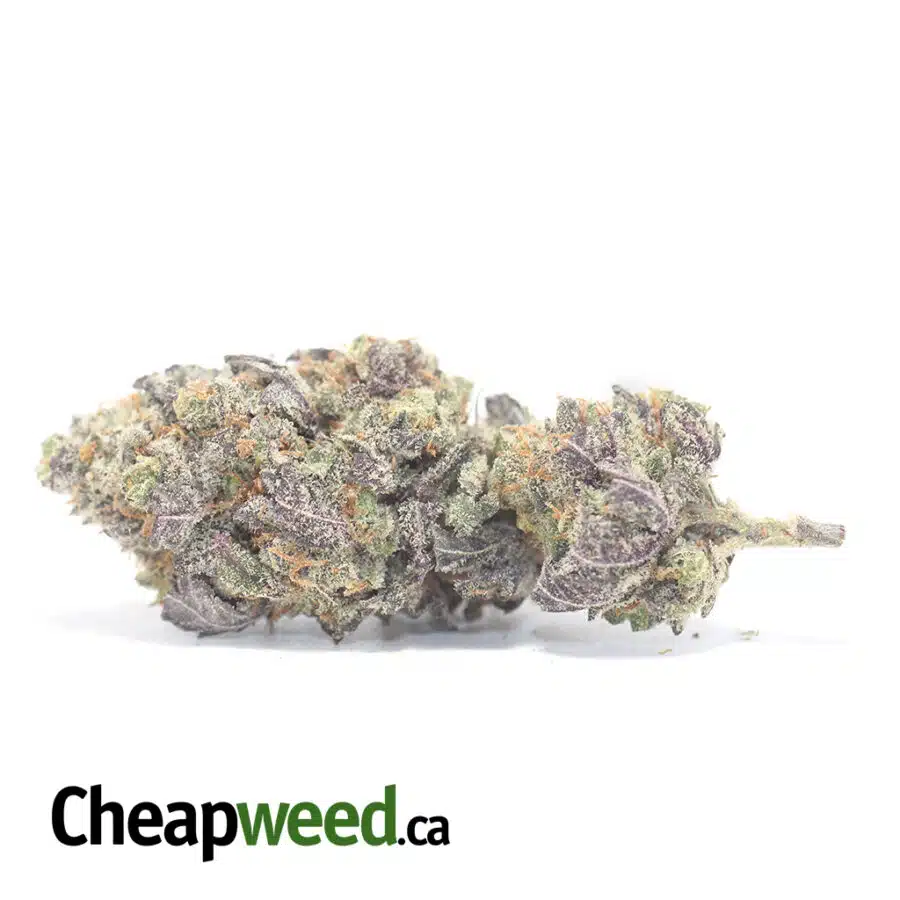 Black Raspberry - *Deal of the Day*