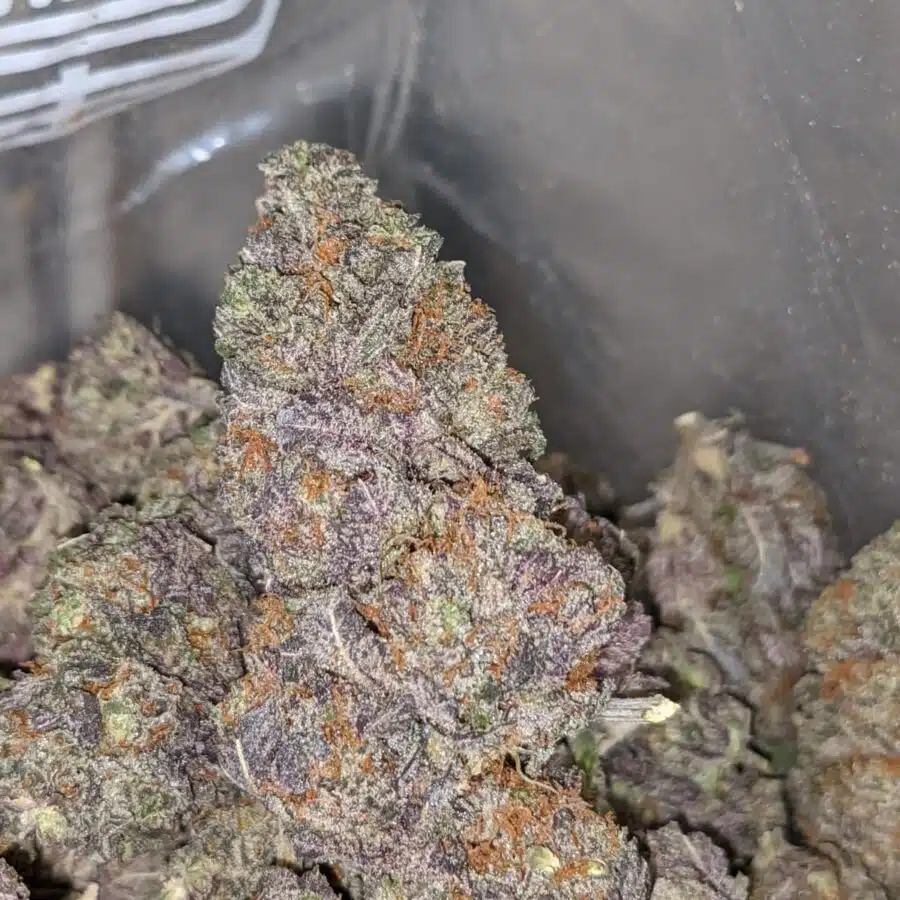 BLACK RASPBERRY DOD 1 I Black Raspberry - *Deal of the Day*
