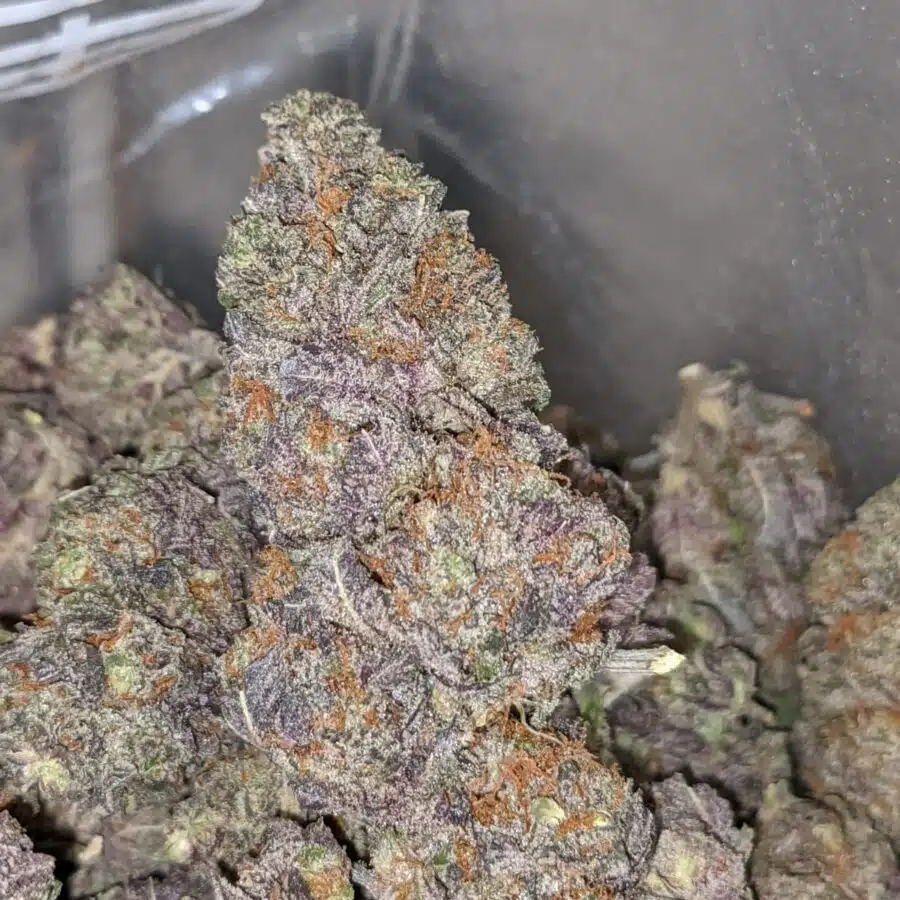 BLACK RASPBERRY DOD 2 I Black Raspberry - *Deal of the Day*