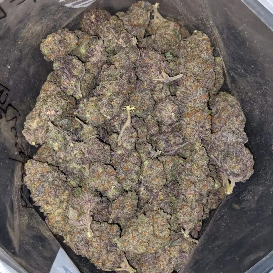 BLACK RASPBERRY DOD 3 I Black Raspberry - *Deal of the Day*