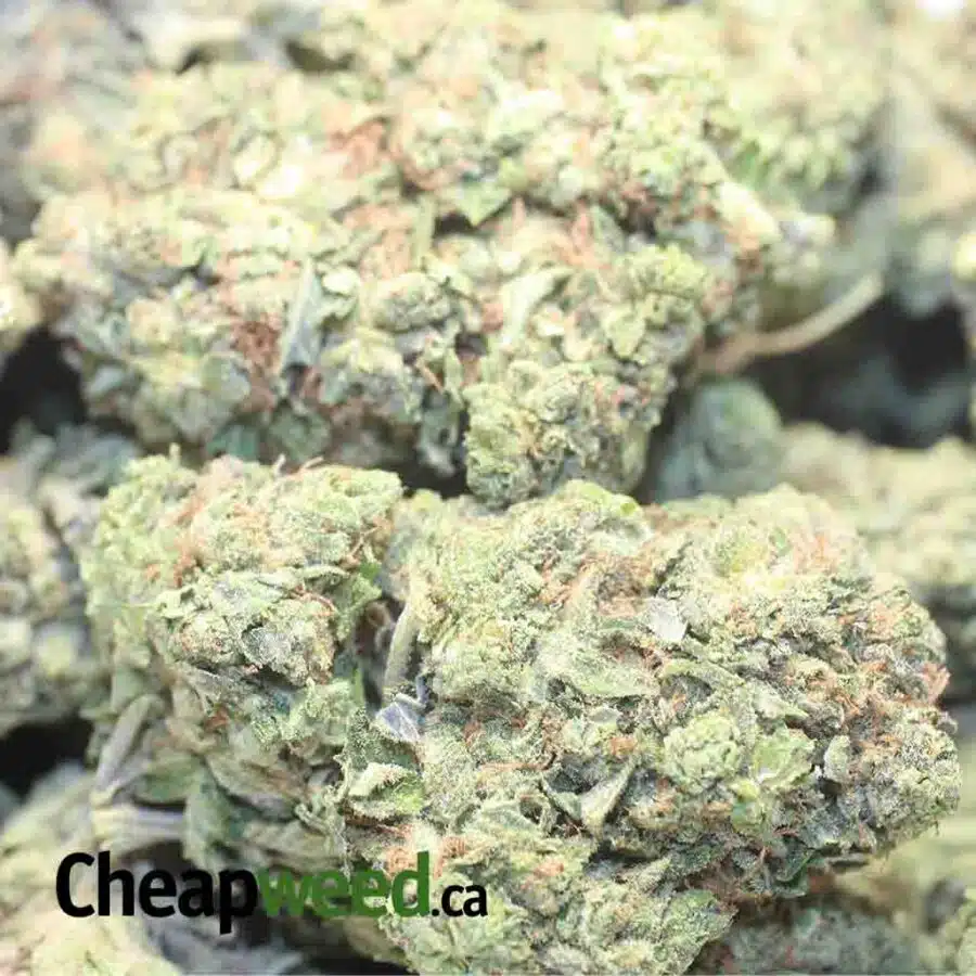 BRUCE BANNER DOD 1 1 I Bruce Banner - *Deal of the Day*