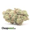 Bruce Banner - *Deal of the Day*