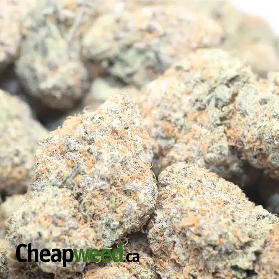 CHERRY CUPCAKE 1 I $79 Oz - Cherry Cupcake