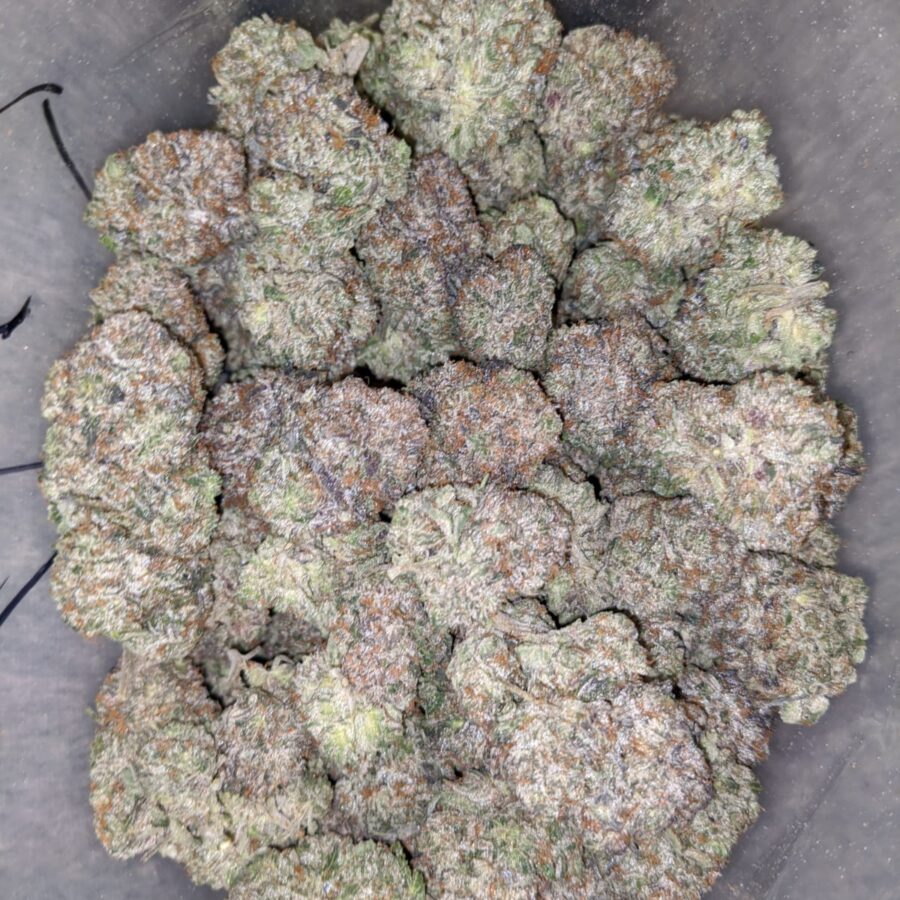 DANK STAR 1 I Dankstar