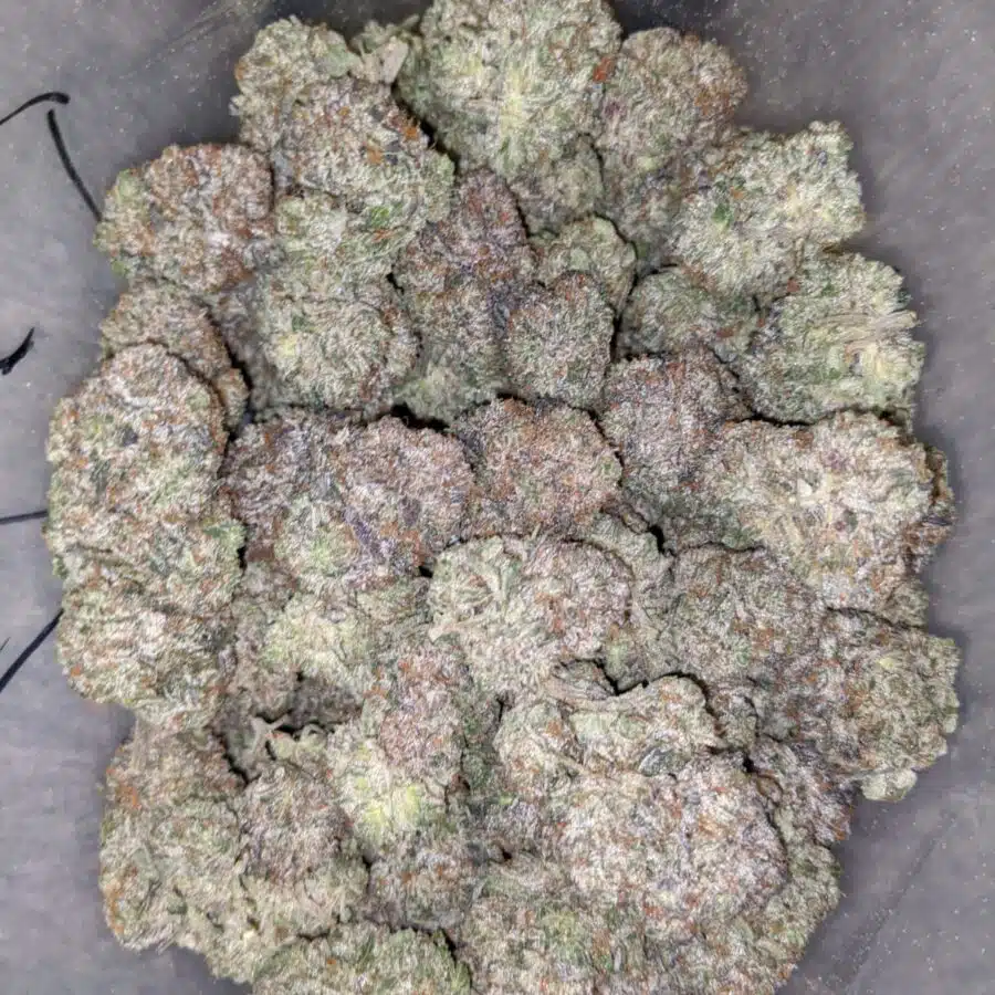 DANK STAR 1 I Dankstar