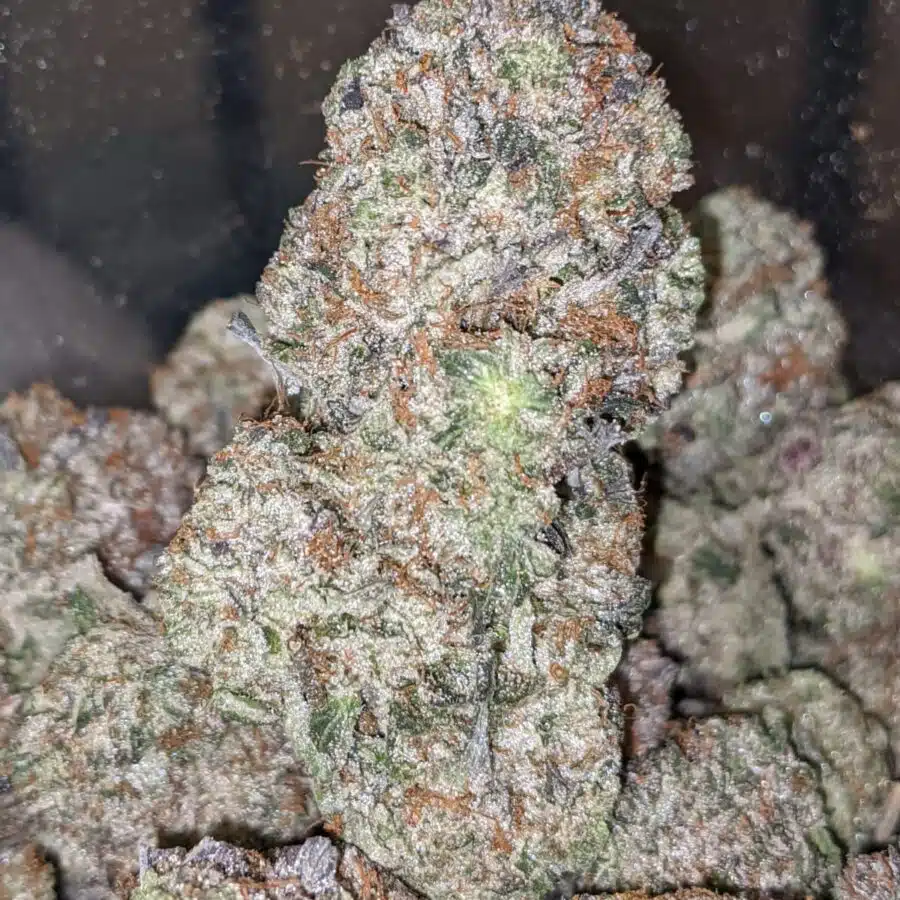 DANK STAR 2 I Dankstar