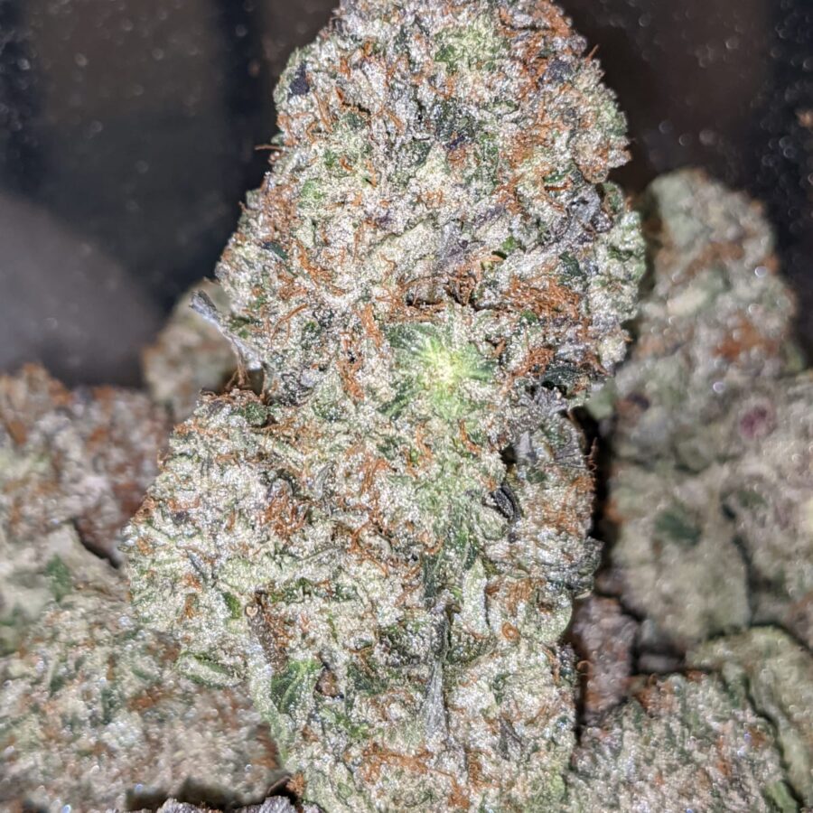 DANK STAR 3 I Dankstar