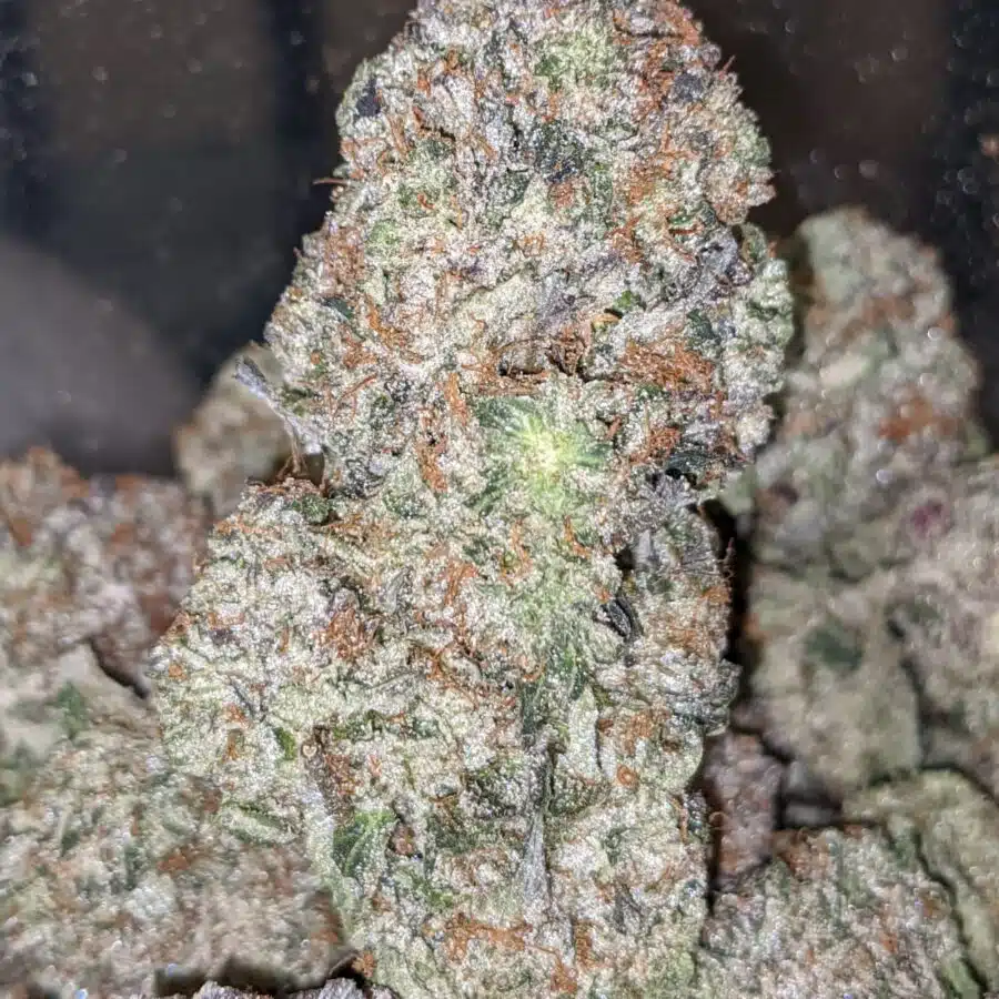 DANK STAR 3 I Dankstar