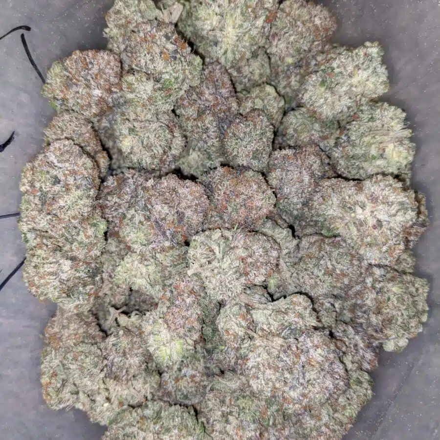 DANK STAR 4 I Dankstar