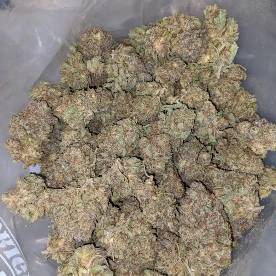 Durban Poison BS 1 I Durban Poison Bulk Special
