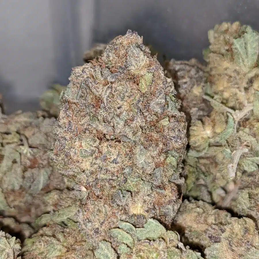 Durban Poison BS 2 I Durban Poison Bulk Special