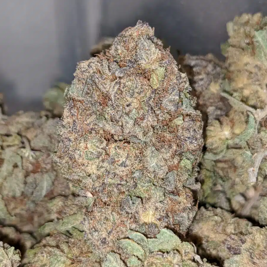 Durban Poison BS 3 I Durban Poison Bulk Special